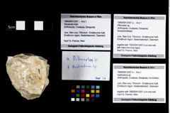 Foto (Objekt + Etikett) von Gastrodorus sp.  (NHMW-GEO-1990-0041-2557b)